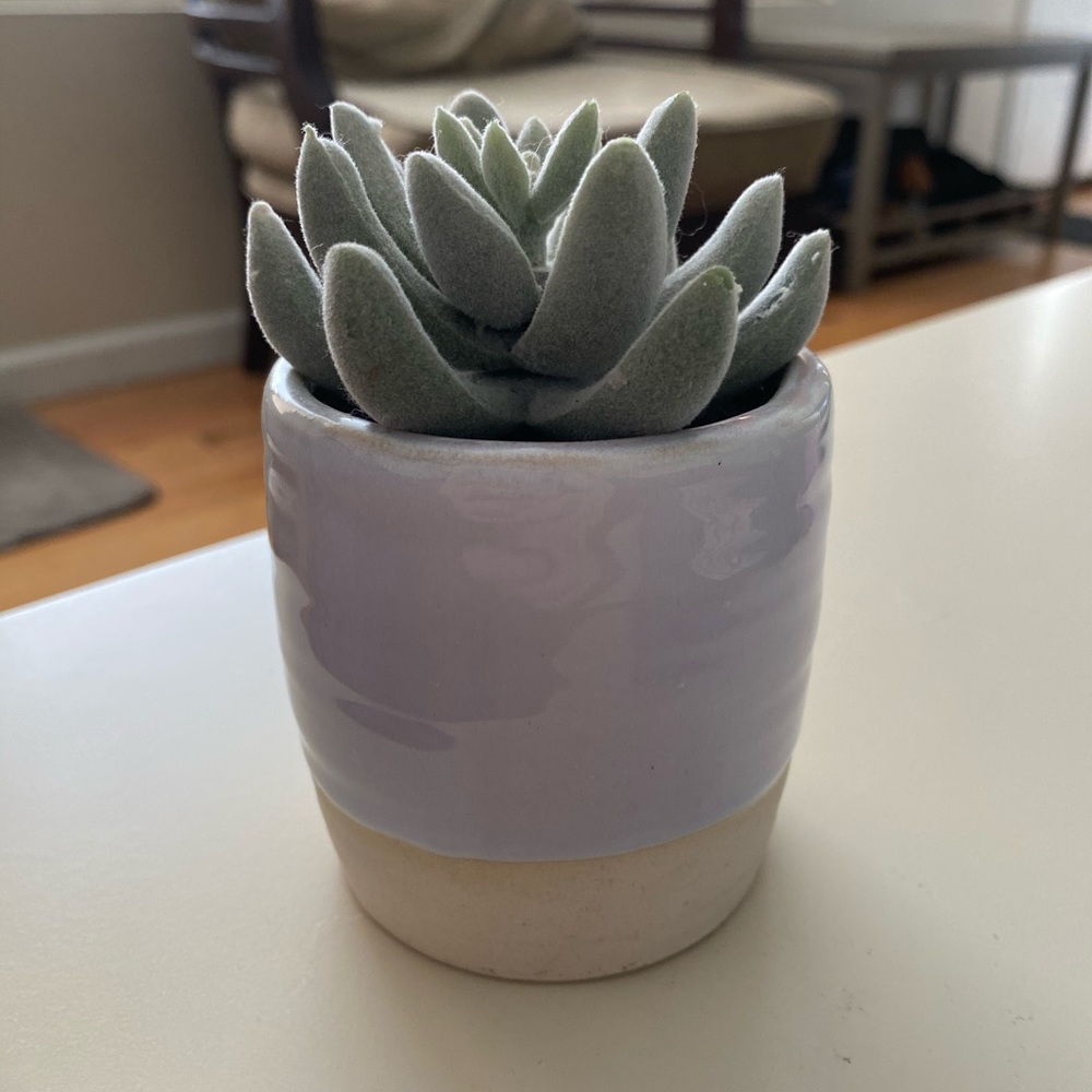 Cute Potted Mint Felt Faux Succulent🌿